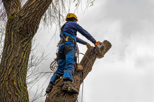 Best Commercial Tree Services  in Frazee, MN