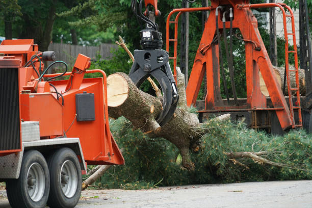 Best Tree Removal  in Frazee, MN